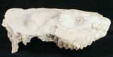 Partial Oreodont (Merycoidodon) Skull - Nebraska #10748-5
